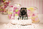 Keeshond Puppy