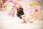 Keeshond Puppy