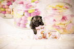 Keeshond Puppy