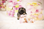 Keeshond Puppy