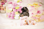 Keeshond Puppy