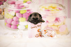 Keeshond Puppy