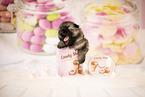 Keeshond Puppy