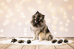 Keeshond Puppies