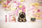 Keeshond Puppy