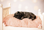 Keeshond Puppy