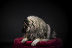 Keeshond