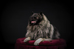 Keeshond