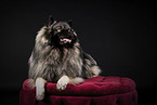 Keeshond