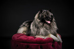 Keeshond