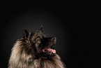 Keeshond