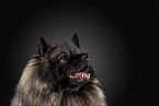 Keeshond