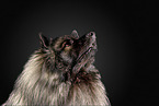 Keeshond