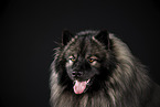 Keeshond
