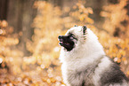 Keeshond