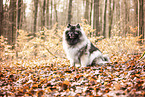 Keeshond