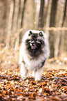 Keeshond