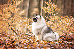 Keeshond