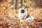 Keeshond