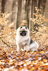 Keeshond