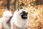 Keeshond