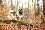 Keeshond