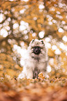 Keeshond