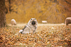 Keeshond