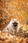 Keeshond