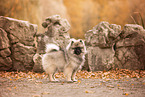 Keeshond