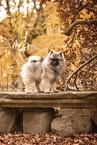 Keeshond