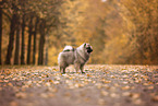 Keeshond