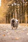 Keeshond