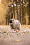 Keeshond