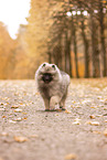 Keeshond