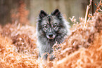 Keeshond