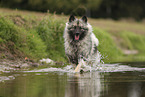 Keeshond