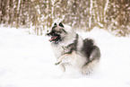 Keeshond