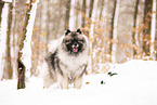 Keeshond