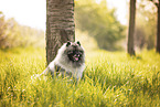 Keeshond