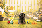 Keeshond puppy