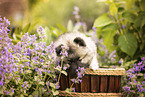 Keeshond puppy