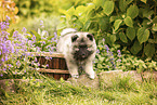 Keeshond puppy