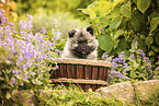 Keeshond puppy