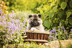 Keeshond puppy