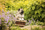 Keeshond puppy