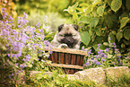 Keeshond puppy