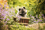 Keeshond puppy