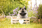 Keeshond puppy
