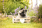 Keeshond puppy